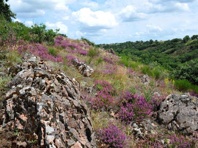 Collines d'Argentonnay